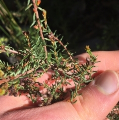 Dillwynia phylicoides at Acton, ACT - 15 Aug 2021