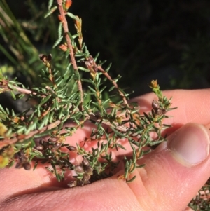 Dillwynia phylicoides at Acton, ACT - 15 Aug 2021