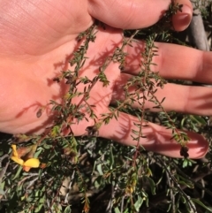 Dillwynia phylicoides at Acton, ACT - 15 Aug 2021