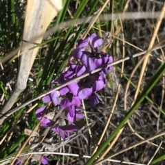 Hovea heterophylla (Common Hovea) at Black Mountain - 15 Aug 2021 by Ned_Johnston