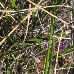 Hovea heterophylla at Acton, ACT - 15 Aug 2021 11:29 AM