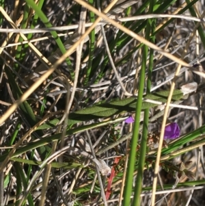 Hovea heterophylla at Acton, ACT - 15 Aug 2021