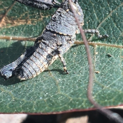 Cirphula pyrrhocnemis (Variable Cirphula) at Acton, ACT - 15 Aug 2021 by Ned_Johnston