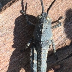 Cirphula pyrrhocnemis at Acton, ACT - 15 Aug 2021