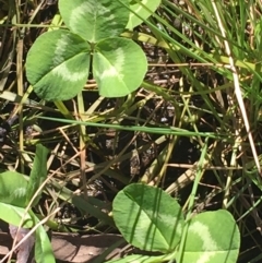 Trifolium repens (White Clover) at Acton, ACT - 15 Aug 2021 by NedJohnston