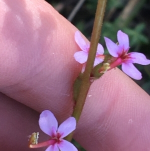 Stylidium graminifolium at O'Connor, ACT - 15 Aug 2021 11:42 AM