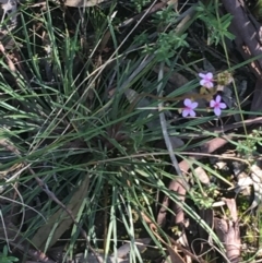 Stylidium graminifolium at O'Connor, ACT - 15 Aug 2021