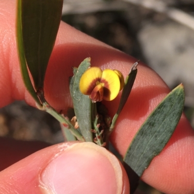 Daviesia mimosoides (Bitter Pea) at O'Connor, ACT - 15 Aug 2021 by Ned_Johnston