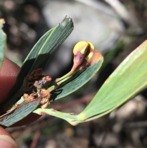 Daviesia mimosoides at O'Connor, ACT - 15 Aug 2021