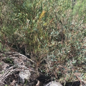 Daviesia mimosoides at O'Connor, ACT - 15 Aug 2021