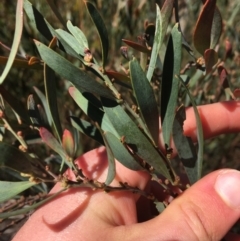 Daviesia mimosoides at O'Connor, ACT - 15 Aug 2021 11:50 AM