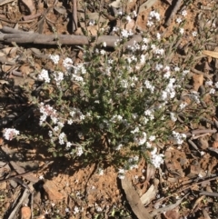 Leucopogon attenuatus (Small-leaved Beard Heath) at Dryandra St Woodland - 15 Aug 2021 by Ned_Johnston