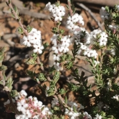 Styphelia attenuata at O'Connor, ACT - 15 Aug 2021 11:55 AM