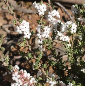 Styphelia attenuata at O'Connor, ACT - 15 Aug 2021 11:55 AM