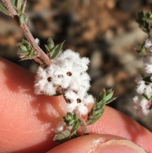 Leucopogon attenuatus at O'Connor, ACT - 15 Aug 2021