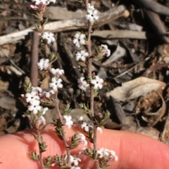 Styphelia attenuatus at O'Connor, ACT - 15 Aug 2021