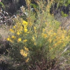 Acacia boormanii (Snowy River Wattle) at Dryandra St Woodland - 15 Aug 2021 by Ned_Johnston