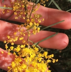 Acacia boormanii at O'Connor, ACT - 15 Aug 2021 11:57 AM