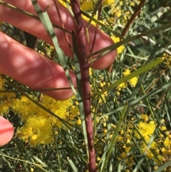 Acacia boormanii at O'Connor, ACT - 15 Aug 2021 11:57 AM