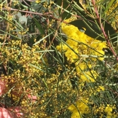 Acacia boormanii at O'Connor, ACT - 15 Aug 2021