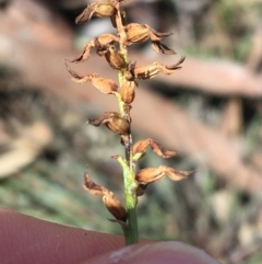 Corunastylis clivicola (Rufous midge orchid) at Dryandra St Woodland - 15 Aug 2021 by Ned_Johnston