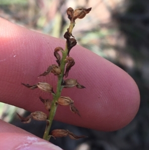 Corunastylis clivicola at O'Connor, ACT - suppressed