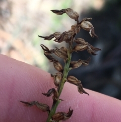 Corunastylis clivicola at O'Connor, ACT - suppressed