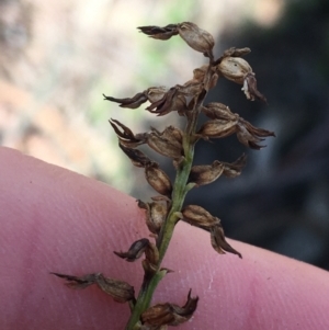 Corunastylis clivicola at O'Connor, ACT - suppressed