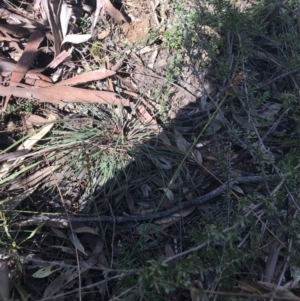 Corunastylis clivicola at O'Connor, ACT - suppressed