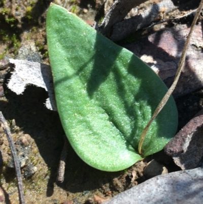 Eriochilus cucullatus (Parson's Bands) at O'Connor, ACT - 15 Aug 2021 by NedJohnston