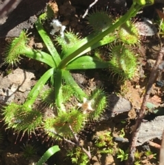 Drosera (genus) (A Sundew) at O'Connor, ACT - 15 Aug 2021 by NedJohnston