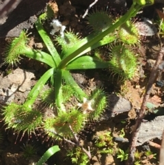 Drosera sp. (A Sundew) at Dryandra St Woodland - 15 Aug 2021 by Ned_Johnston