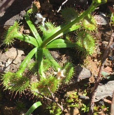 Drosera sp. (A Sundew) at Dryandra St Woodland - 15 Aug 2021 by Ned_Johnston