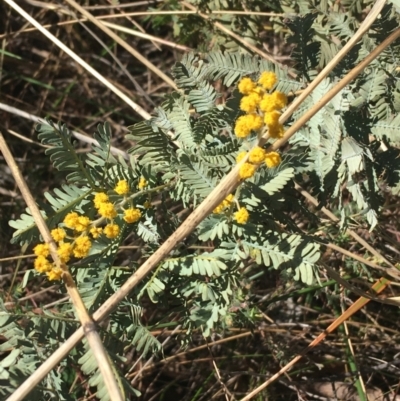 Acacia baileyana (Cootamundra Wattle, Golden Mimosa) at Dryandra St Woodland - 15 Aug 2021 by Ned_Johnston