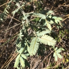 Acacia baileyana at O'Connor, ACT - 15 Aug 2021 11:50 AM