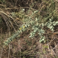 Acacia baileyana at O'Connor, ACT - 15 Aug 2021