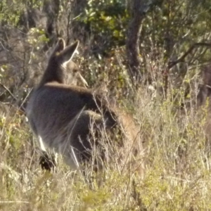 Macropus giganteus at Boro, NSW - suppressed