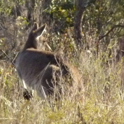 Macropus giganteus (Eastern Grey Kangaroo) at Boro - 16 Aug 2021 by Paul4K
