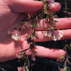 Pimelea linifolia (Slender Rice Flower) at O'Connor, ACT - 15 Aug 2021 by Ned_Johnston