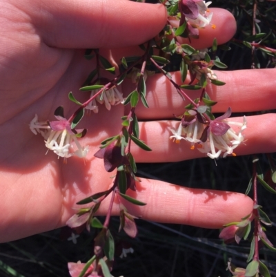 Pimelea linifolia (Slender Rice Flower) at Dryandra St Woodland - 15 Aug 2021 by Ned_Johnston