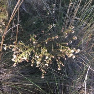 Pimelea linifolia at O'Connor, ACT - 15 Aug 2021 12:10 PM