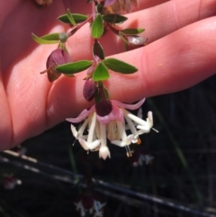 Pimelea linifolia at O'Connor, ACT - 15 Aug 2021