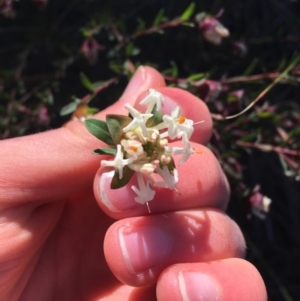 Pimelea linifolia at O'Connor, ACT - 15 Aug 2021 12:10 PM