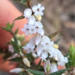 Styphelia attenuatus (Small-leaved Beard Heath) at O'Connor, ACT - 15 Aug 2021 by Ned_Johnston