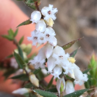 Leucopogon attenuatus (Small-leaved Beard Heath) at Dryandra St Woodland - 15 Aug 2021 by Ned_Johnston