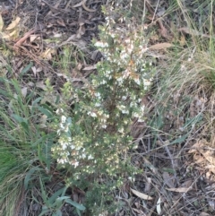 Styphelia fletcheri subsp. brevisepala at O'Connor, ACT - 15 Aug 2021