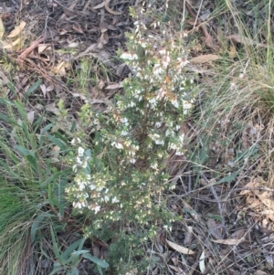 Styphelia fletcheri subsp. brevisepala at O'Connor, ACT - 15 Aug 2021