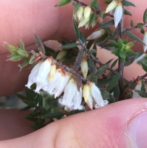 Leucopogon fletcheri subsp. brevisepalus at O'Connor, ACT - 15 Aug 2021