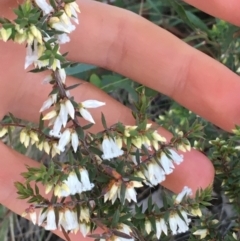 Styphelia fletcheri subsp. brevisepala at O'Connor, ACT - 15 Aug 2021