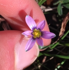 Romulea rosea var. australis (Onion Grass) at O'Connor, ACT - 15 Aug 2021 by Ned_Johnston